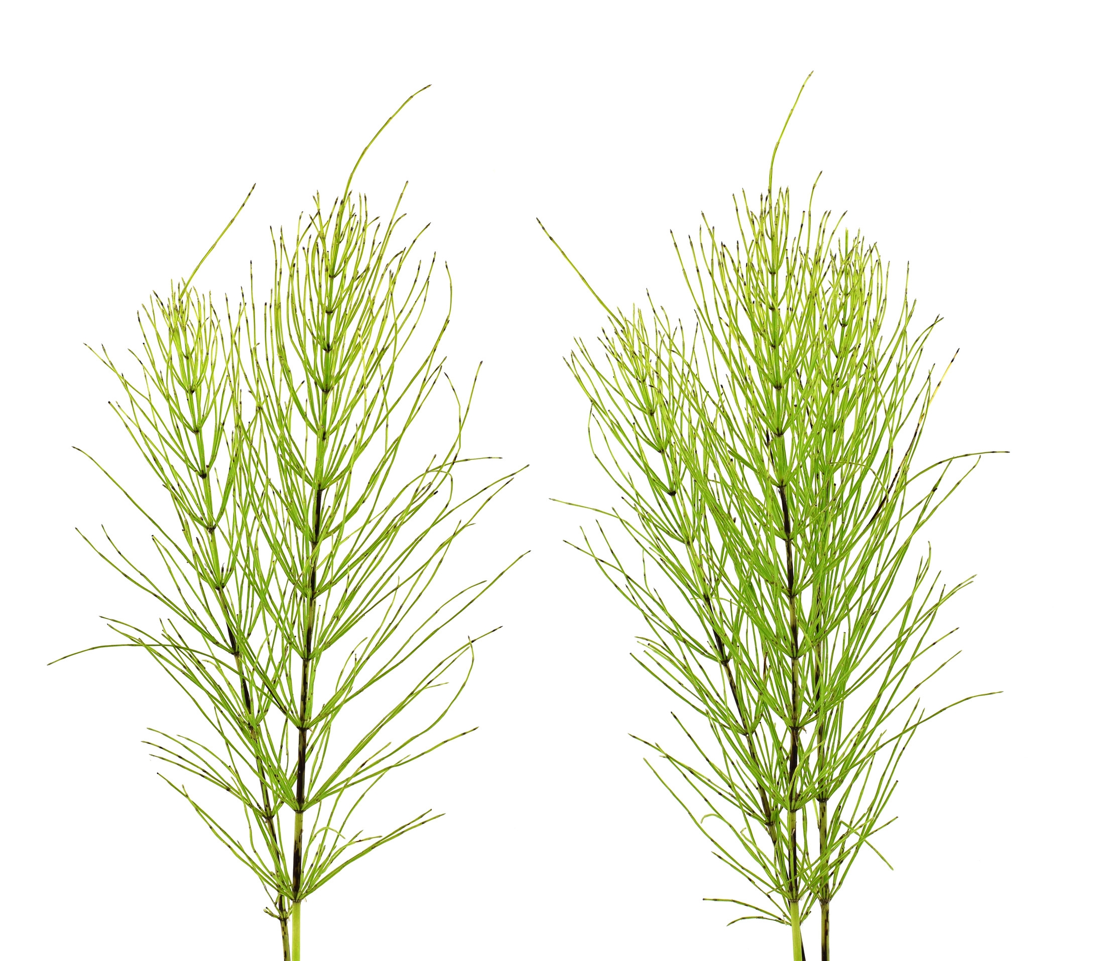 Ingredient: Ekstrakt ze skrzypu polnego