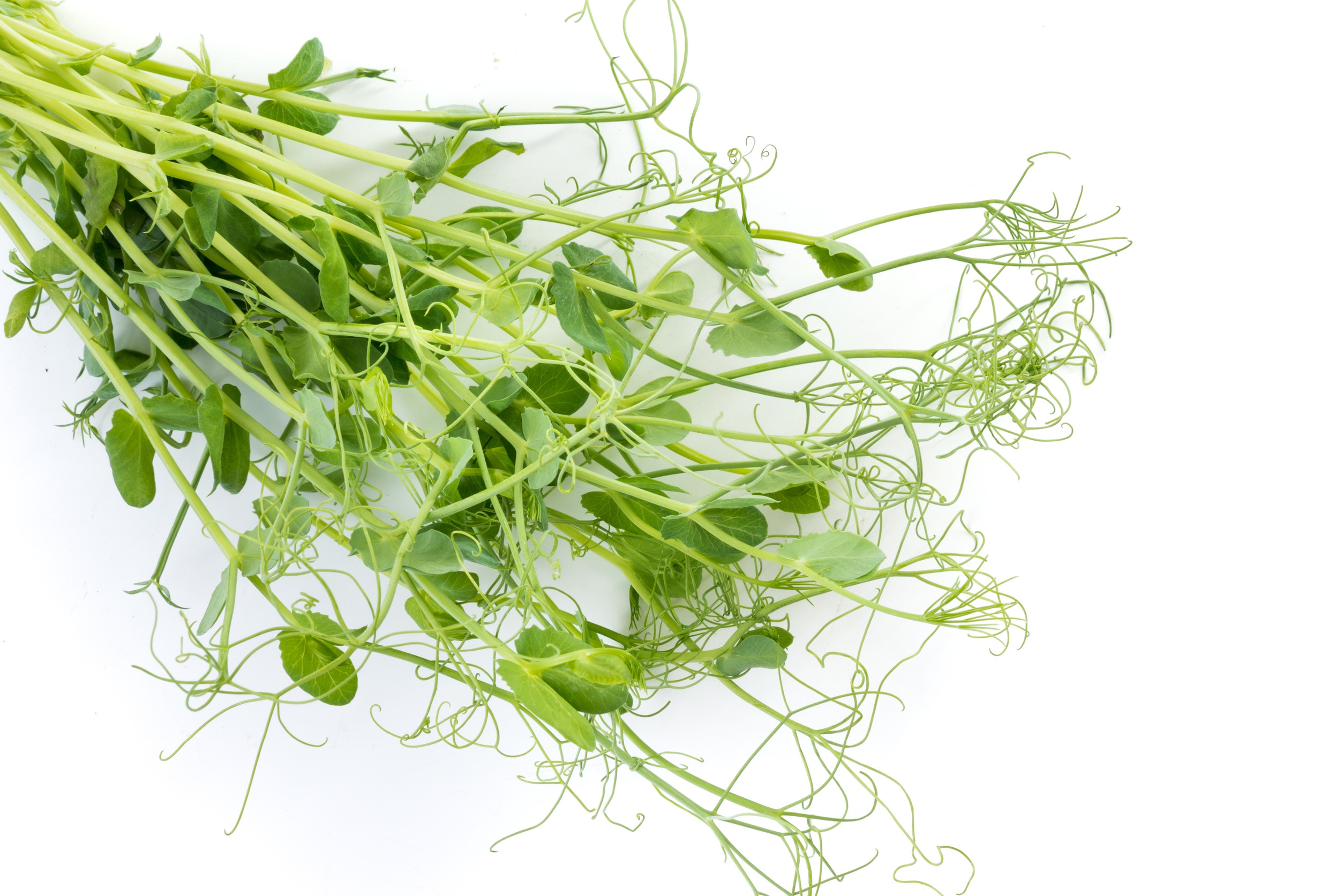 Ingredient: Ekstrakt z organicznych pędów grochu