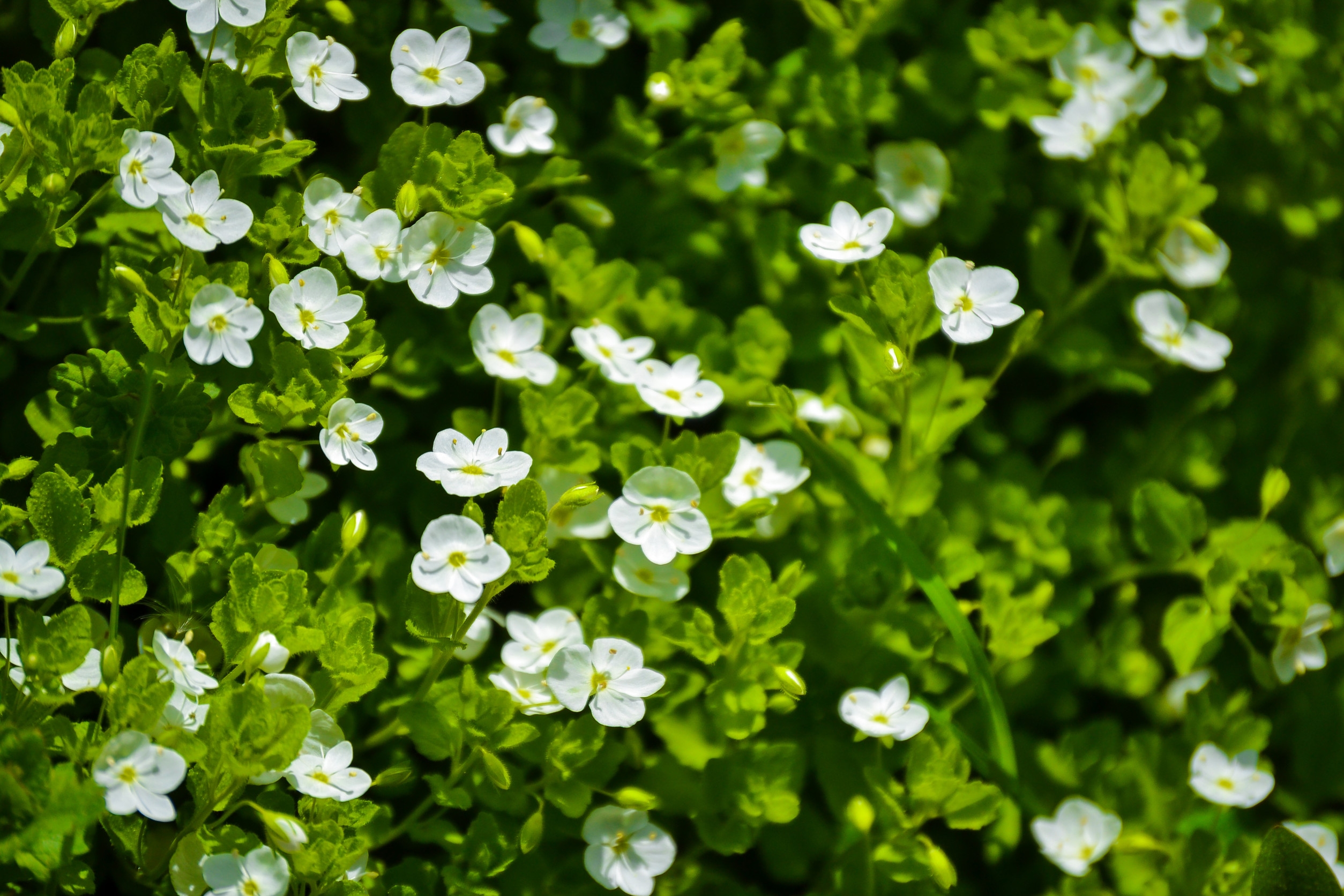 Ingredient: Ekstrakt z liści bakopy drobnolistnej/Brahmi