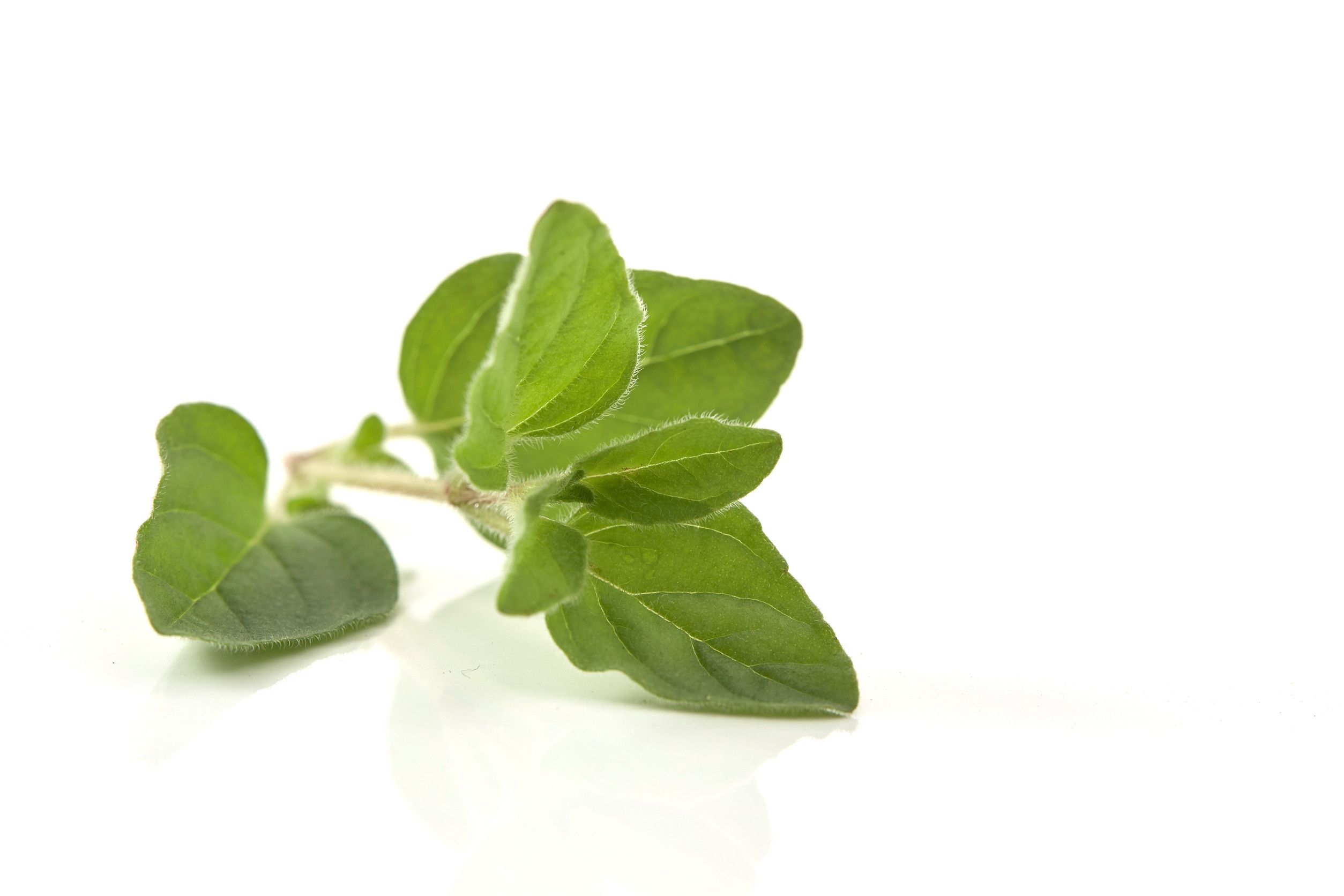Ingredient: Ekstrakt z ziela oregano