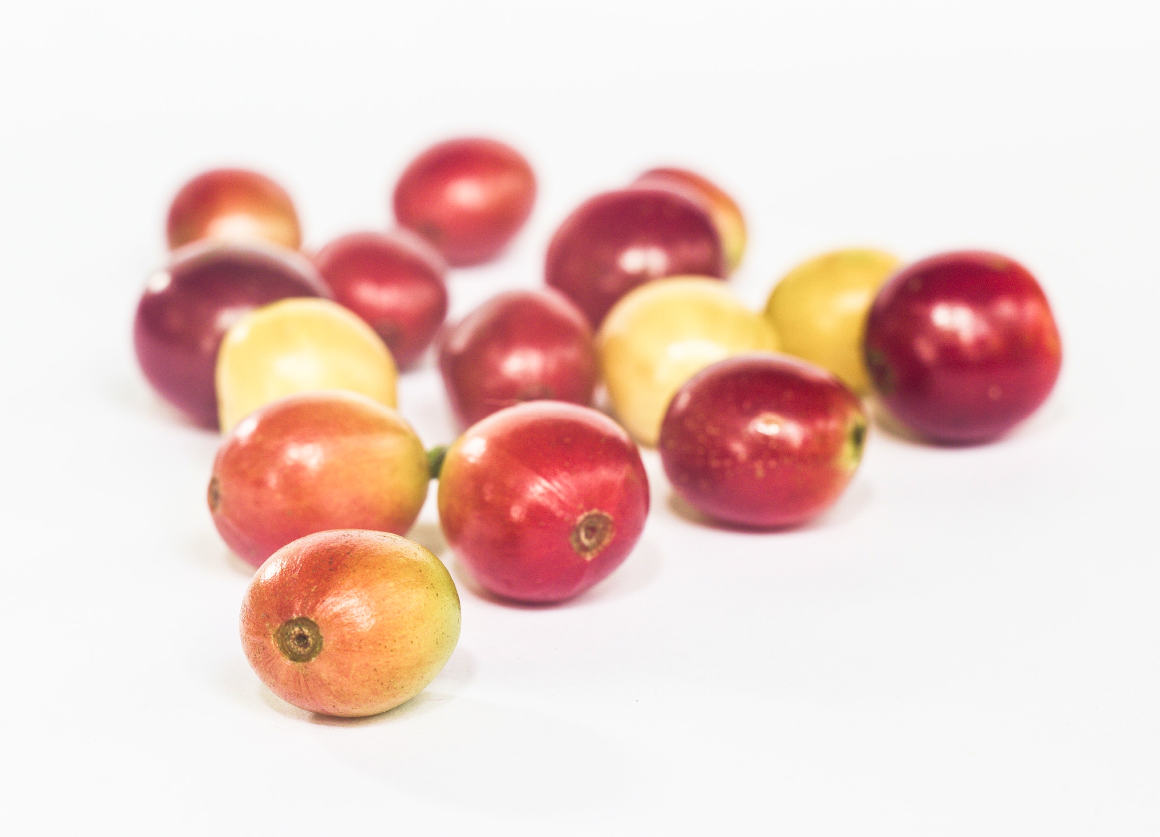 Ingredient: Ekstrakt z jagód Camu-Camu