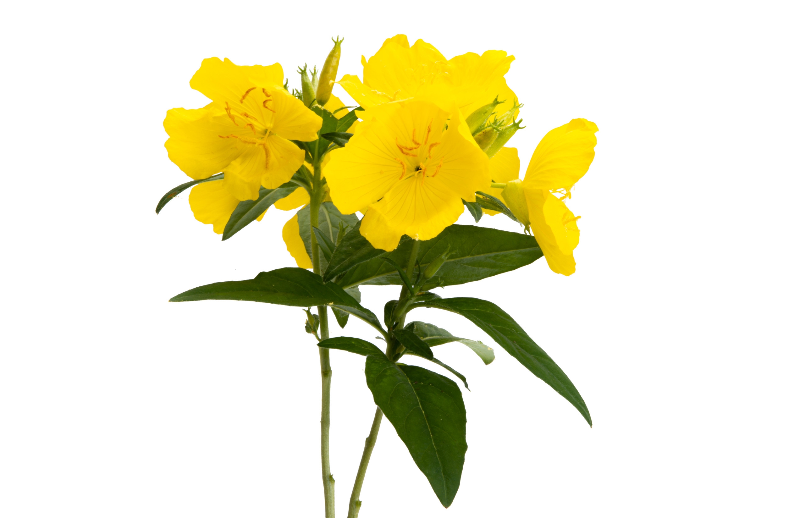 Ingredient: Evening primrose oil