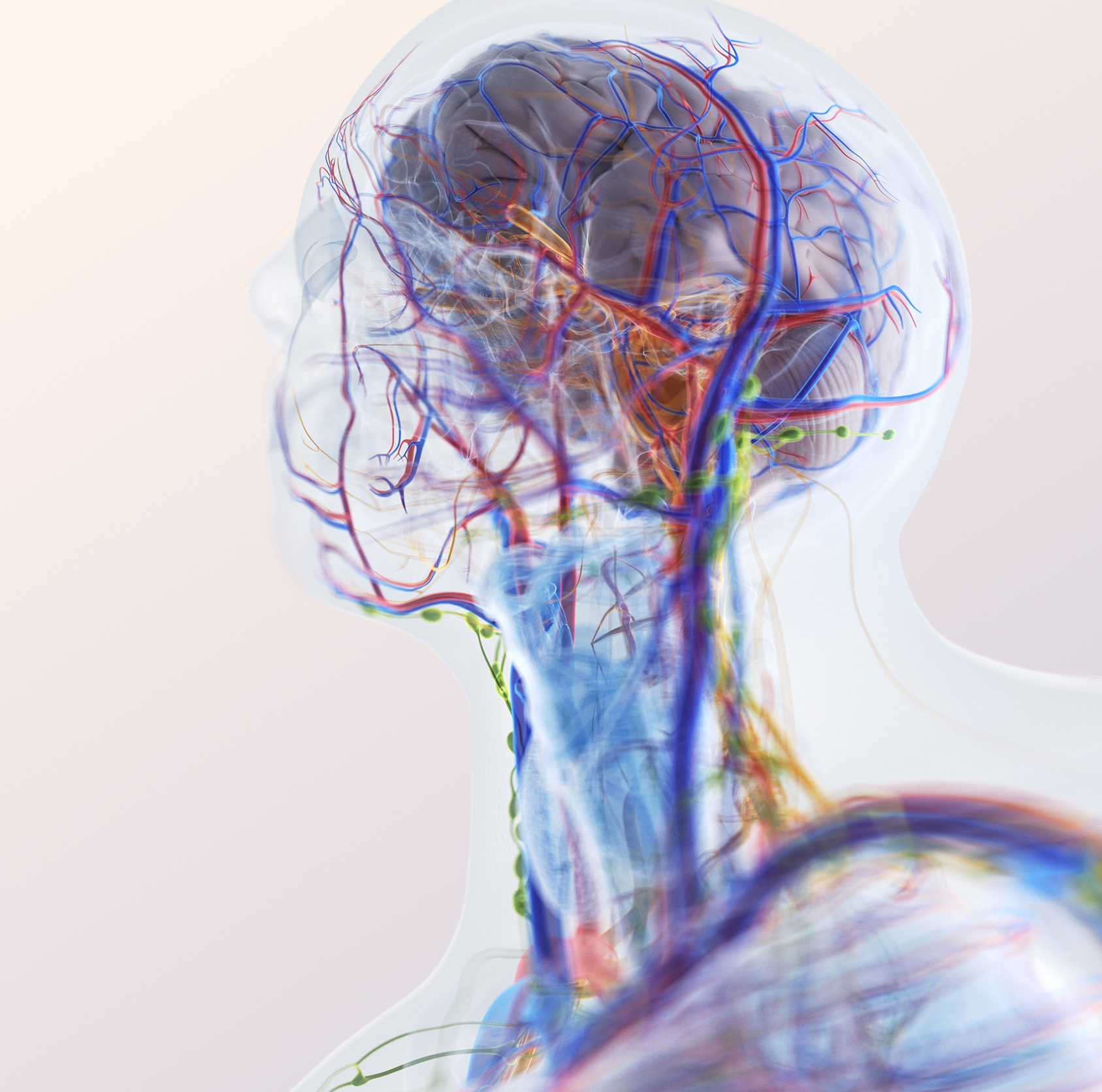 nervous system